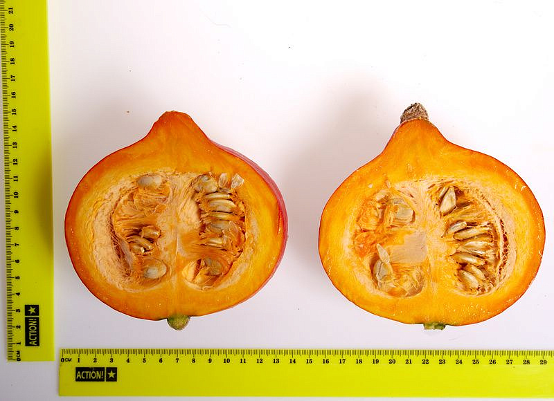 Партнер Тыква УЧИКИ КУРИ ^(10шт), изображение 2