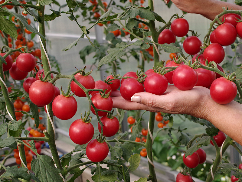 Партнер Томат ВИЗАЖИСТ F1 ^(5шт) 2-ной пак, изображение 1