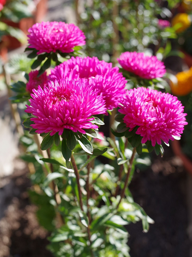 Партнер Астра китайская ДАМСКИЙ РОМАН ^(5шт в амп), изображение 4