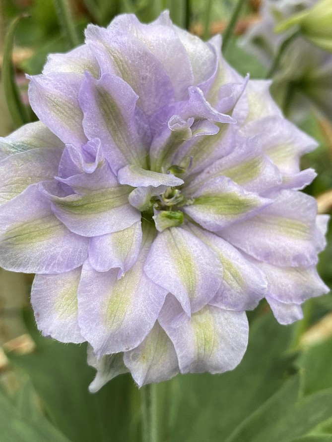 Партнер Дельфиниум F1 новозеландский МИНИ СТАР ^(3шт), изображение 3