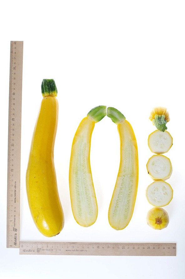 Партнер Кабачок ЯСМИН F1 ^(5шт), изображение 5