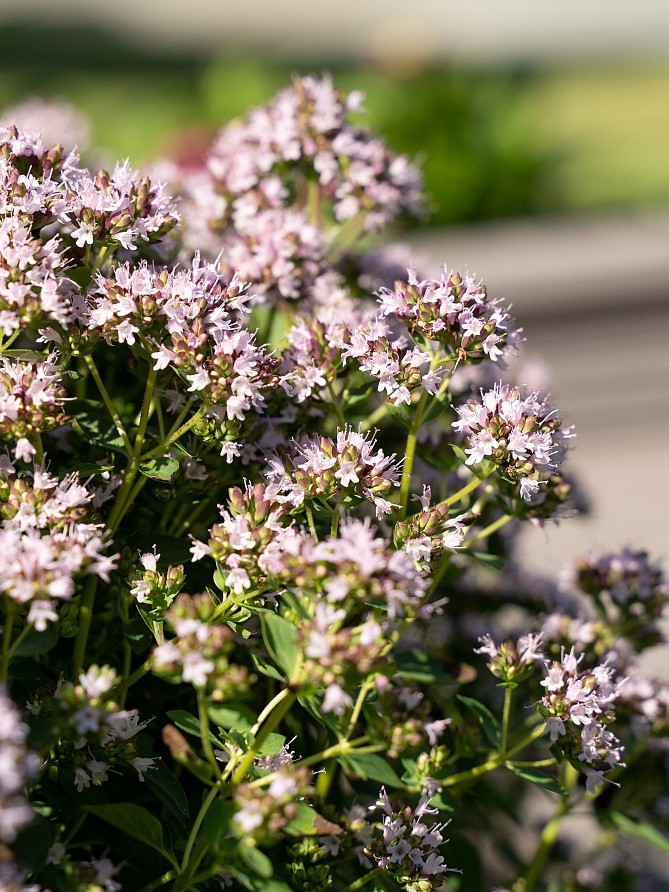 Партнер Тимьян овощной МЕДОК ^(0,2г), изображение 3
