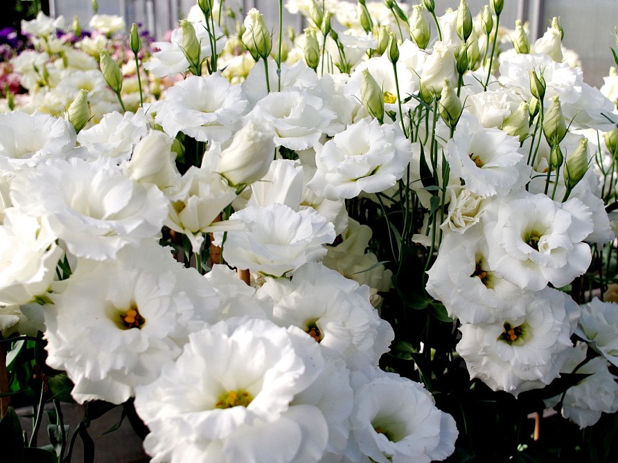 Партнер Эустома F1 срезочная махровая МАДАМ ЛОРЕН ^(5шт в амп), изображение 4