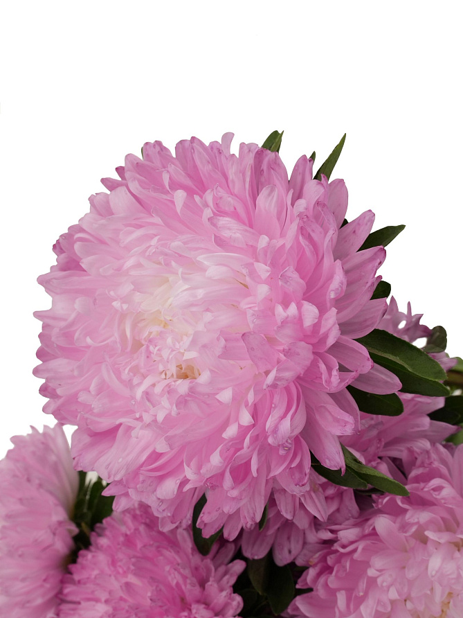 Партнер Астра китайская ПЕРВОЕ СВИДАНИЕ ^(5шт в амп), изображение 1