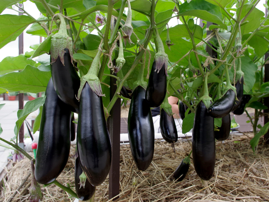 Партнер Баклажан СЕВЕРНЫЙ ИНДИГО F1 ^(10шт) 2-ной пак, изображение 1