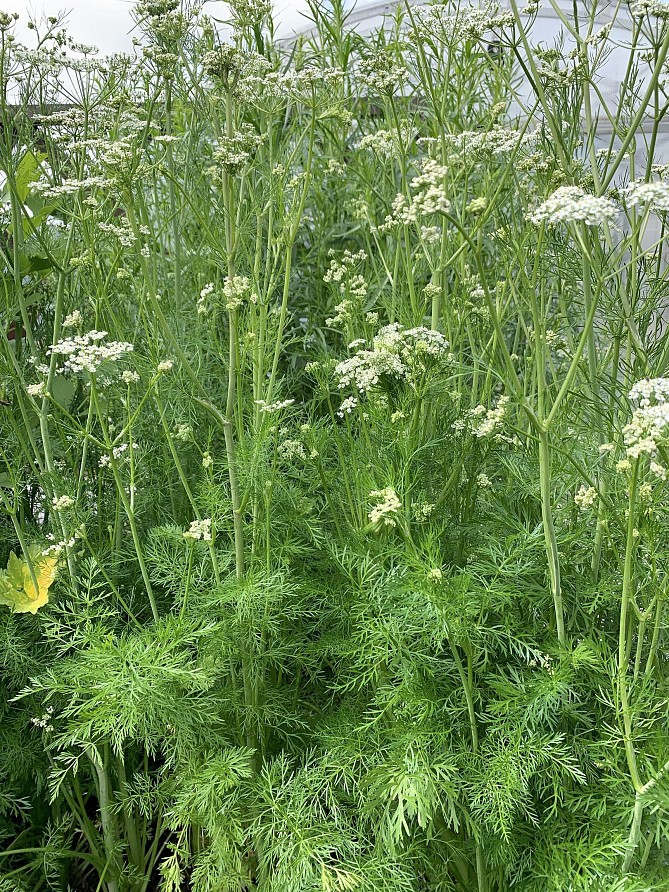 Партнер Тмин овощной АППЕТИТНЫЙ ^(3г), изображение 3