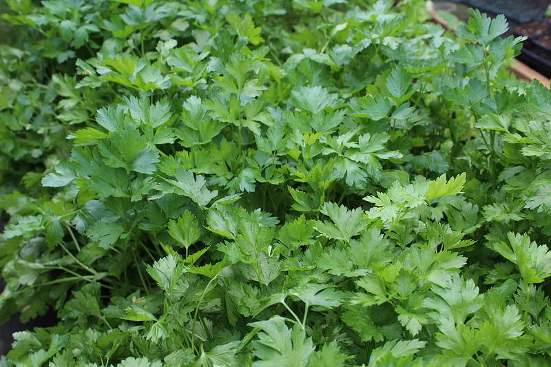 Партнер Петрушка листовая КАРНАВАЛ ^(2г), изображение 3