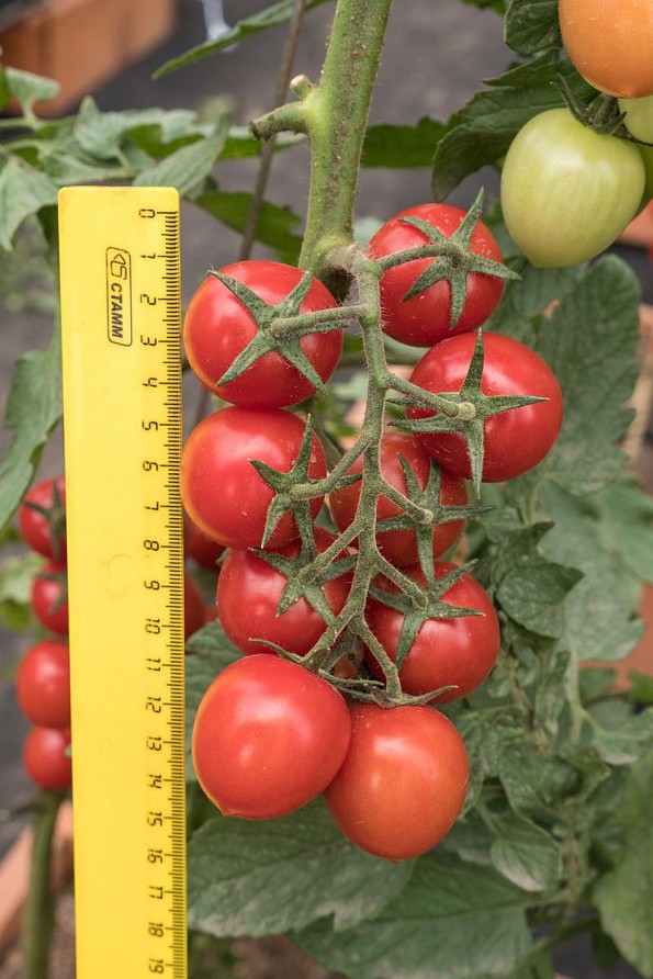 Партнер Томат ЧЕРРИВЕРА F1 ^(5шт) 2-ной пак, изображение 4