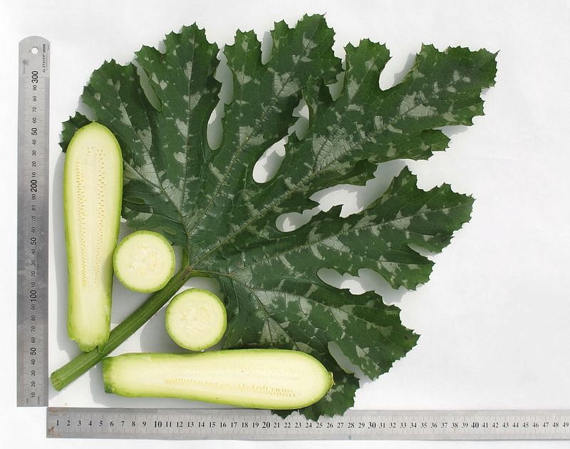 Партнер Кабачок ХЬЮГО F1 ^(5шт), изображение 5