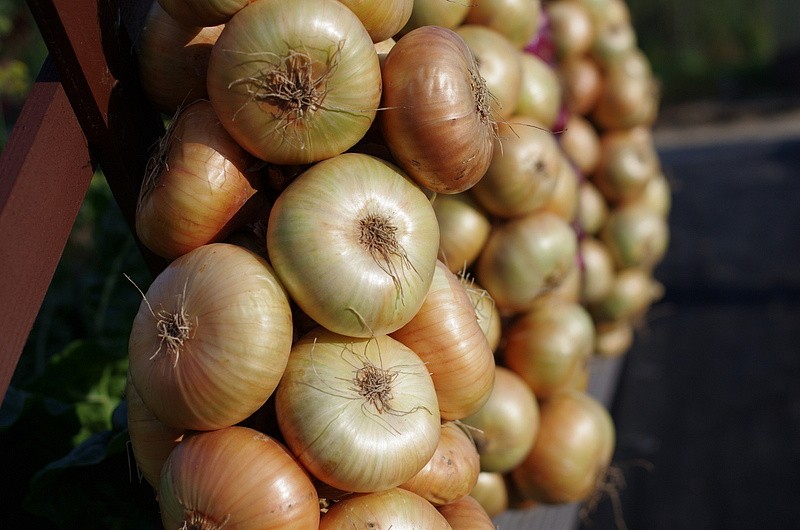 Партнер Лук репчатый ШТУТТГАРТЕР РИЗЕН ^(1г), изображение 3