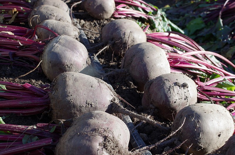 Партнер Свекла ДВУСЕМЯННАЯ ТСХА ^(3г), изображение 3