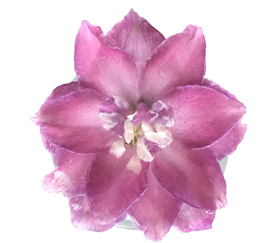 Партнер Дельфиниум F1 новозеландский ПИНК ПУНШ ^(3шт), изображение 3