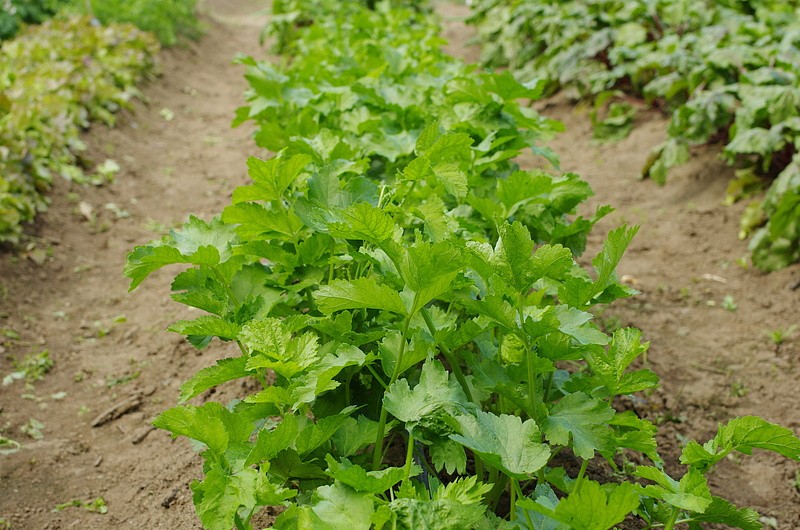 Партнер Пастернак ЛУЧШИЙ ИЗ ВСЕХ ^(1г), изображение 4