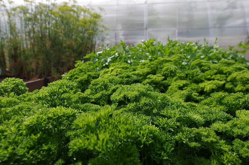 Партнер Петрушка листовая кудрявая АСТРА ^(3г), изображение 4