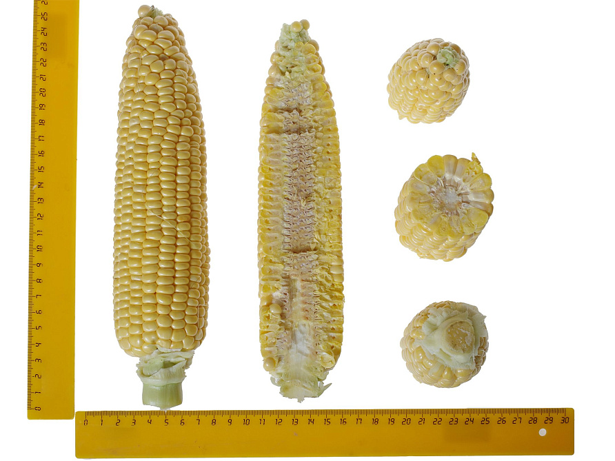 Партнер Кукуруза САММЕР СВИТ F1 ^(3г), изображение 5