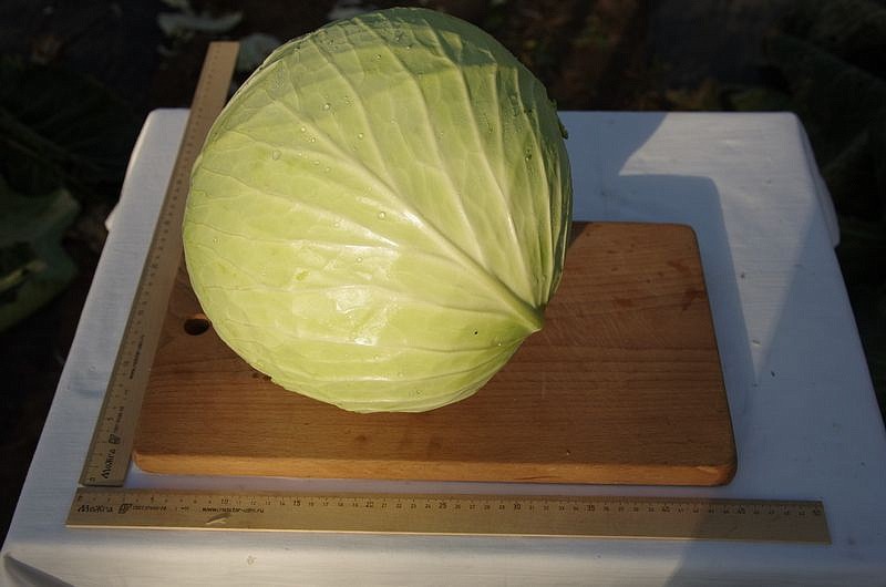 Партнер Капуста б/к ОРИОН F1 ^(0,2г в амп), изображение 2