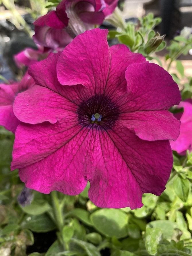 Партнер Петуния серия "Итальянка" ВИОЛЕТТА F1 /многоцветковая каскадная фиолетовая ^(5шт в амп), изображение 3