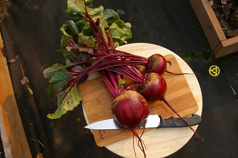 Партнер Свекла столовая КЕСТРЕЛ F1 ^(1г), изображение 2