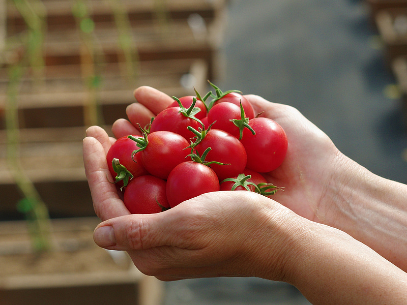 Партнер Томат ЗИМНЯЯ ВИШНЯ F1 ^(10шт) 2-ной пак, изображение 3