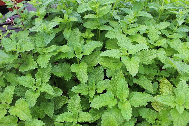 Партнер Мелисса ЛИМОННЫЙ АРОМАТ ^(0,2г), изображение 1