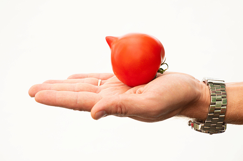 Партнер Томат ПИКАДОР F1 ^(0,05г) 2-ной пак, изображение 3