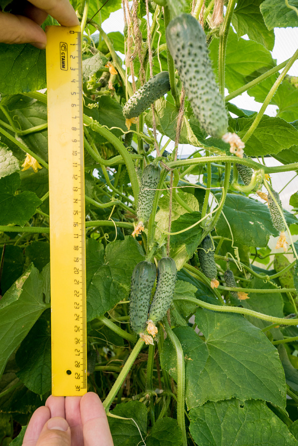 Партнер Огурец ЭСТЕТ F1 ^(5шт), изображение 3