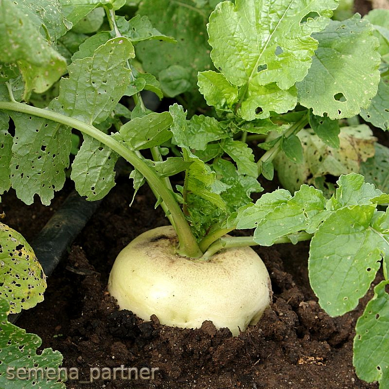 Партнер Дайкон САША ^(1г), изображение 1