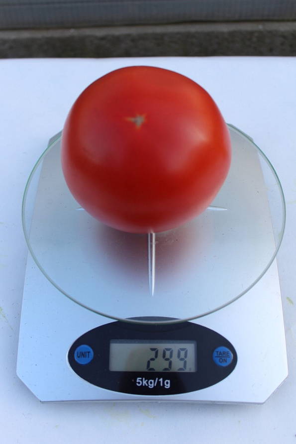 Партнер Томат КРАСНЫЙ ФАКЕЛ F1 ^(5шт) 2-ной пак, изображение 2