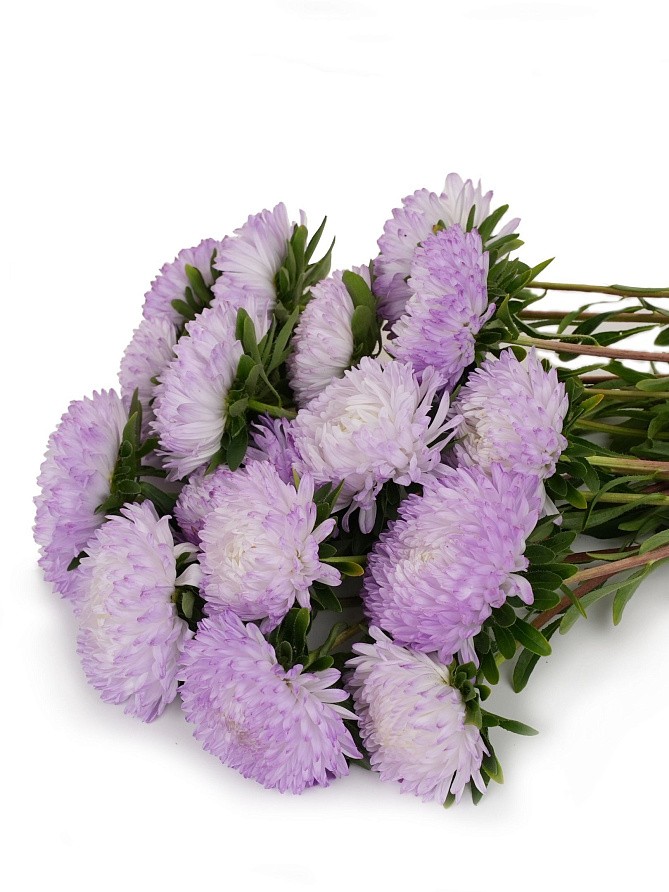 Партнер Астра китайская ЗАЧАРОВАННАЯ ^(5шт в амп), изображение 2