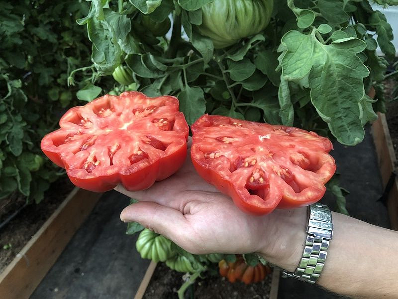 Партнер Томат НИНА ^(10шт) 2-ной пак, изображение 3