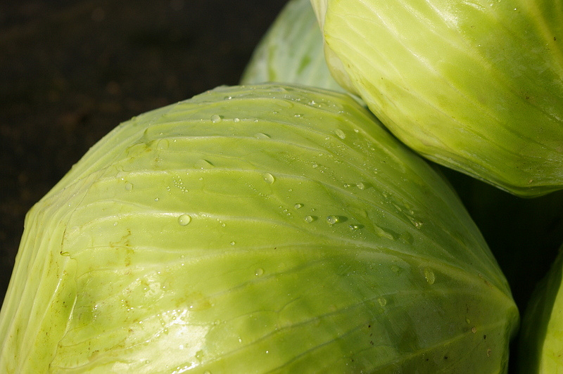 Партнер Капуста б/к ВАЛЕНТИНА F1 ^(0,2г в амп), изображение 2