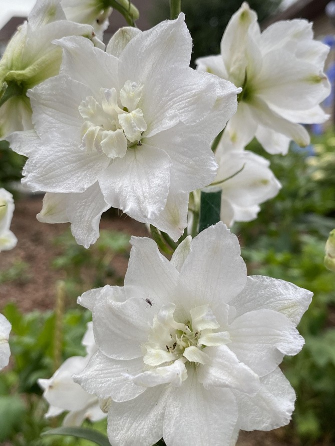 Партнер Дельфиниум F1 новозеландский ИННОСЕНС ^(3шт), изображение 1