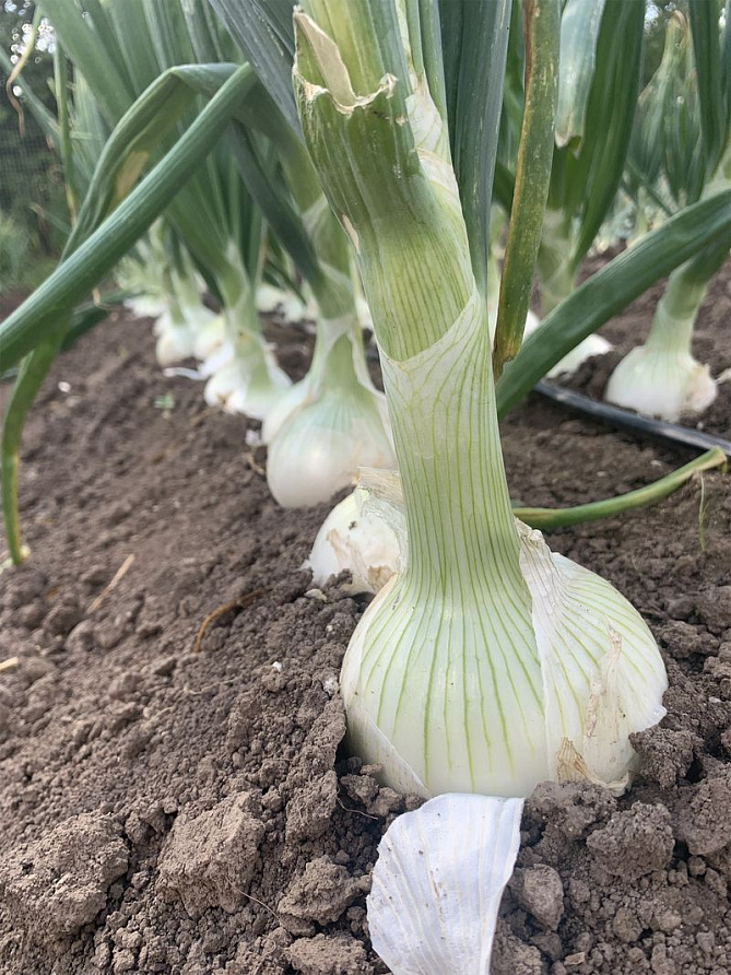 Партнер Лук репчатый КОМЕТА F1 ^(0,5г), изображение 2