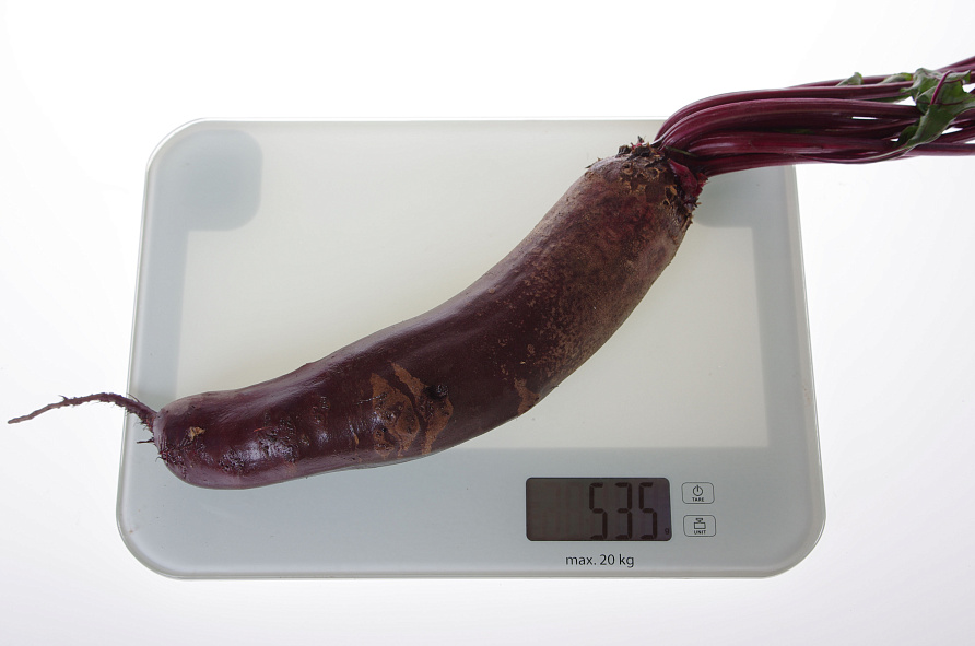 Партнер Свекла ТАУНУС F1 ^(1г), изображение 1