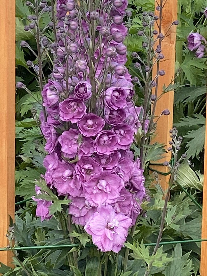 Партнер Дельфиниум F1 новозеландский ПИНК ПУНШ ^(3шт), изображение 1