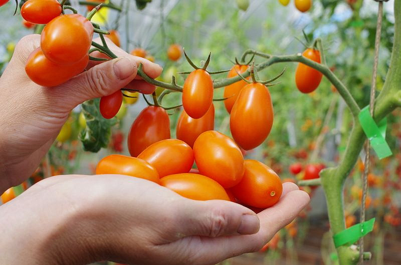 Партнер Томат Черри ЛЯ МУР F1 ^(5шт) 2-ной пак, изображение 6