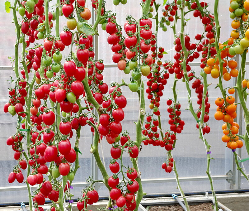 Партнер Томат МОНЕ F1 ^(10шт) 2-ной пак, изображение 1