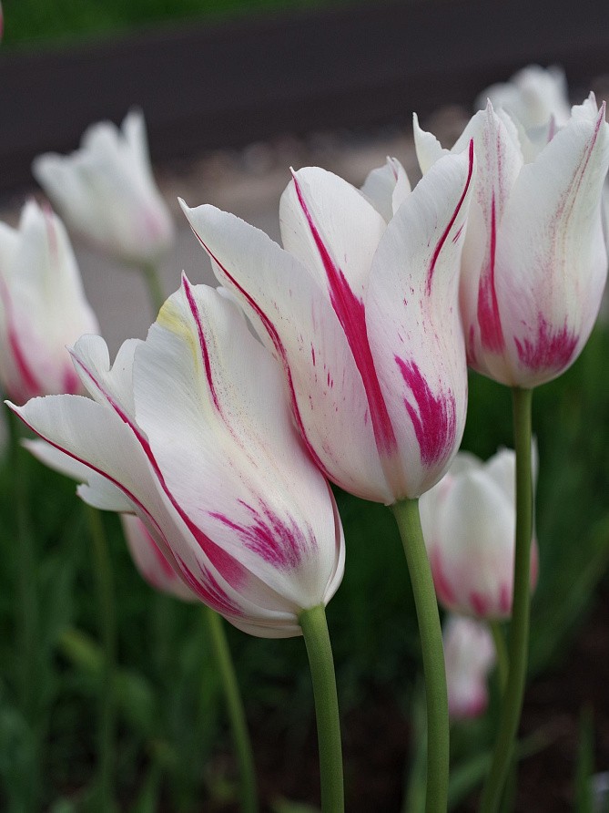 Партнер Тюльпан лилиецветный Мэрилин ^(5шт/уп), изображение 1