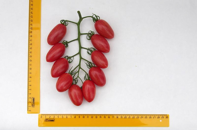 Партнер Томат РОЗОВЫЙ КОТЯ F1 ^(10шт) 2-ной пак, изображение 5