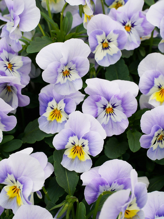 Партнер Виола F1 серия "Соблазн" ВЛЮБЛЕННЫЙ ЭЛЬФ ^(5шт в амп), изображение 2