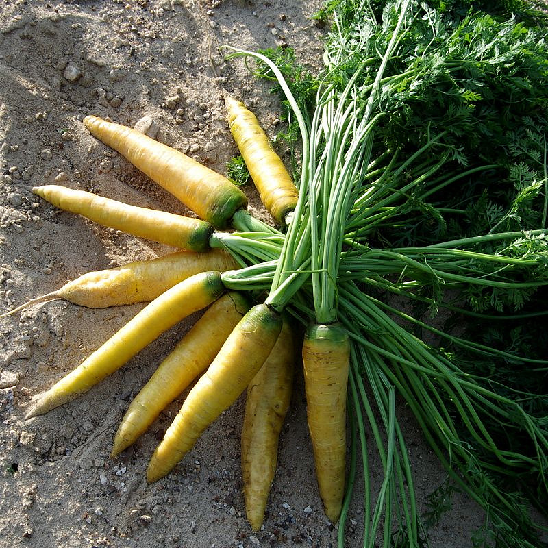 Партнер Морковь столовая ЕЛЛОУСТОУН ^(0,5г), изображение 4