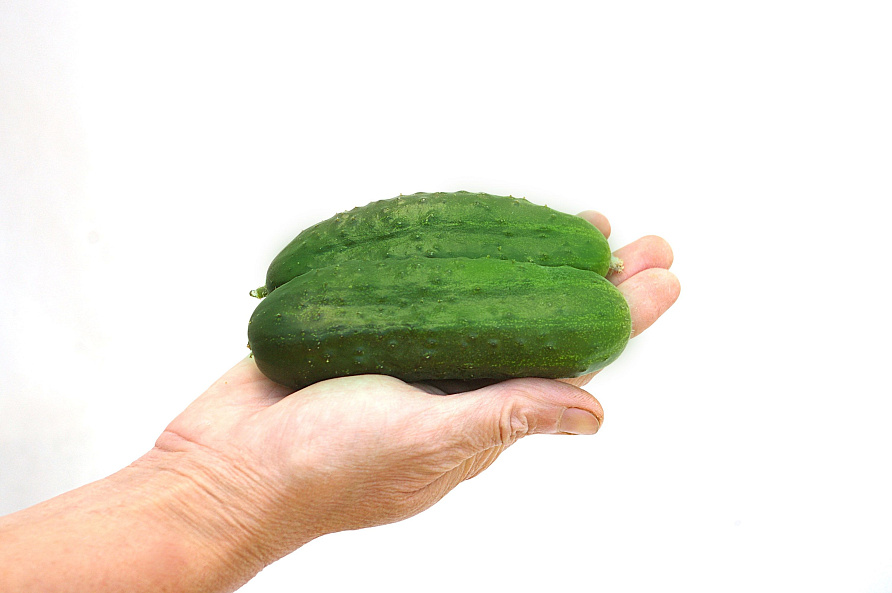 Партнер Огурец ВИОРЕЛ F1 ^(0,5г), изображение 1