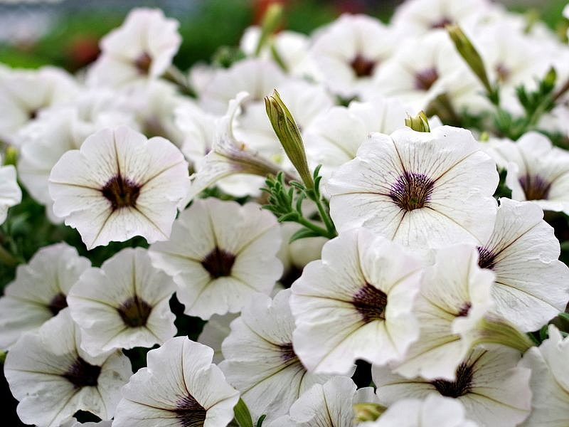 Партнер Петуния серия "Мон Амур" ВИРЖИНИ F1 / многоцветковая прямостоячая ^(5шт в амп), изображение 3