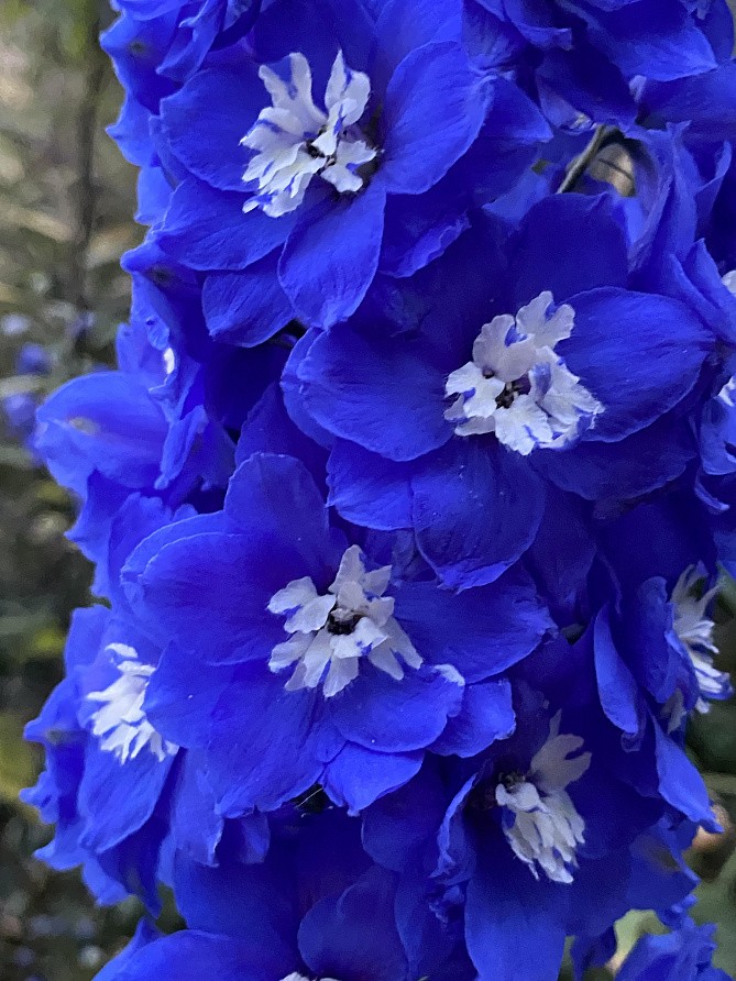 Партнер Дельфиниум F1 новозеландский РОЙЯЛ АСПИРЕЙШЕН ^(3шт), изображение 5