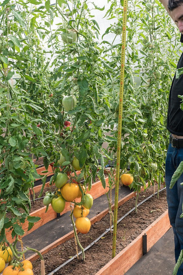 Партнер Томат ЖЕЛТАЯ ИМПЕРИЯ F1 ^(10шт) 2-ной пак, изображение 7