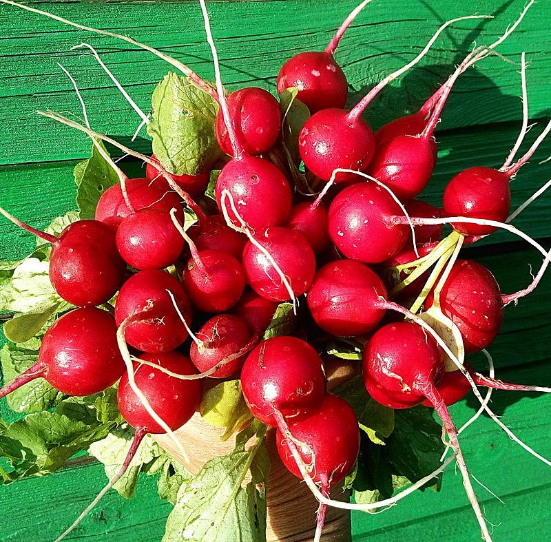 Партнер Редис ЧЕРРИЭТ F1 ^(1г), изображение 1