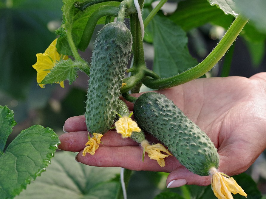 Партнер Огурец ДРУЖНЫЙ F1 ^(10шт), изображение 3