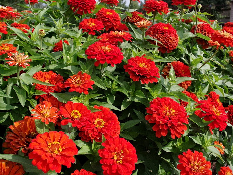 Партнер Цинния F1 САНГРИЯ / георгиновидная ^(4шт) , изображение 4