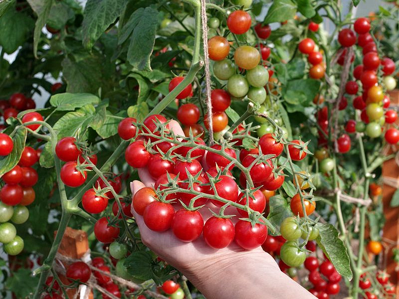 Партнер Томат КАРАМЕЛЛА F1 ^(5шт) 2-ной пак, изображение 4