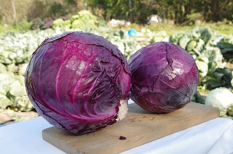 Партнер Капуста кр/к БЕНЕФИС F1 ^(0,3г), изображение 4